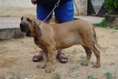 In Memorian - Fila Brasileiro Filhotes - Canil Singular - Filhotes Extras
